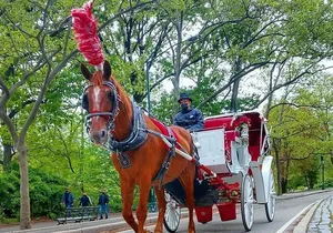 NYC Central Park VIP Horse and Carriage Ride