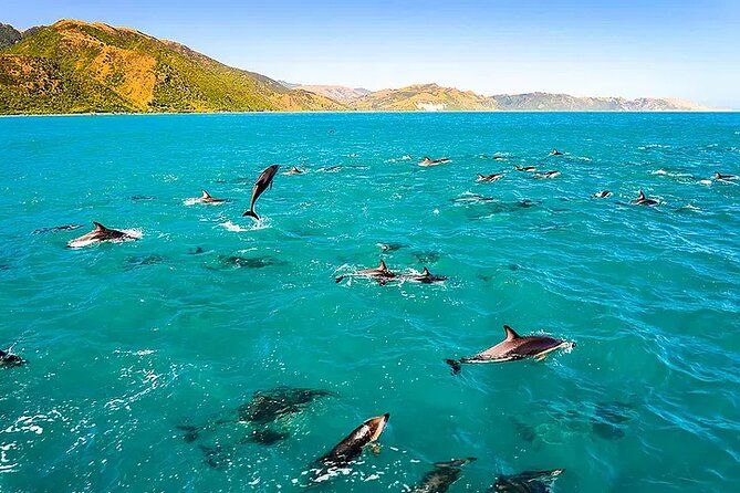 Kona Snorkel Tour: Captain Cook Reef Snorkel, Dolphin & Sea Caves