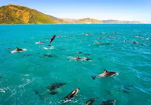 Big Island Kona Snorkel Tour: Dolphins, Caves & Captain Cook Reef