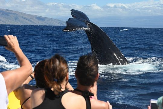 Ultimate 3.5 hour Whale Watch & Snorkel