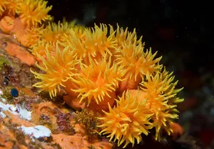 Maui Night Certified Scuba Diving Tour from Lahaina