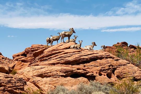 Valley of Fire Guided Tour from Las Vegas
