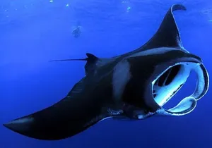 Big Island Manta Ray Night Snorkel