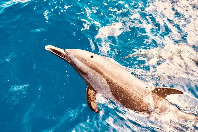 Dolphin Watching & Turtle Snorkeling