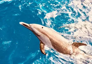 Dolphin Watching and Snorkeling on the West Coast of Oahu