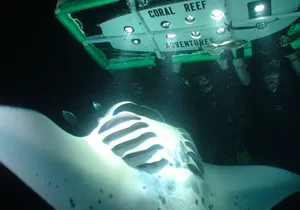 Manta Ray Night Snorkel Kona - Coral Reef Snorkel Adventures