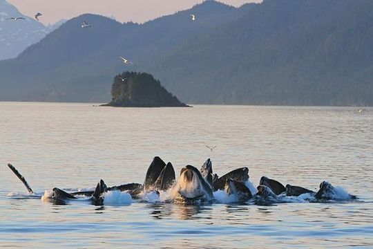Ultimate Juneau Whale Watch and Mendenhall Glacier View