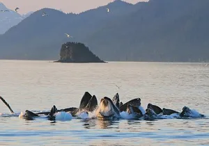 Ultimate Juneau Whale Watch and Mendenhall Glacier View