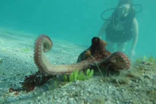 Ai Scuba Diving - Authentic Interactions with Marine Life in Home