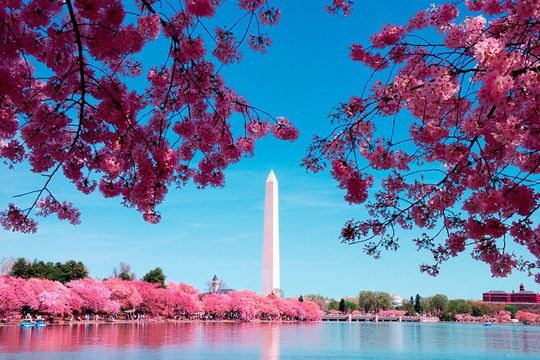 Washington DC Potomac Cruise and Bus Tour with Optional Tickets