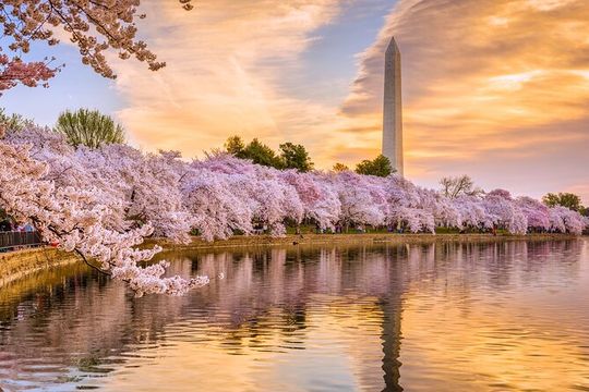 DC City Tour with 10+ Stops, Seasonal Cruise, Optional Tickets