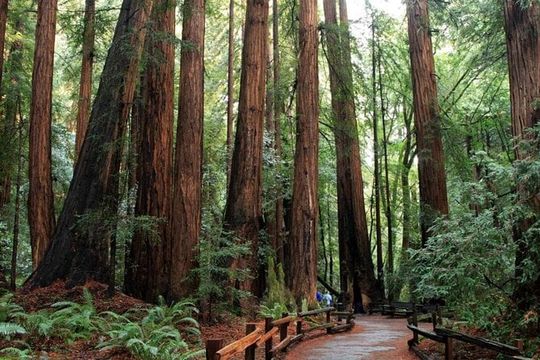 Muir Woods Express with Golden Gate Bridge Visit