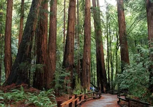 Muir Woods Express with Golden Gate Bridge Visit