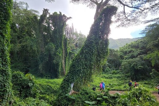 Electric Bike Ride & Manoa Falls Hike Tour