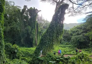 Electric Bike Ride & Manoa Falls Hike Tour