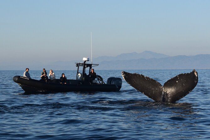 Up Close Dolphin & Whale Watching