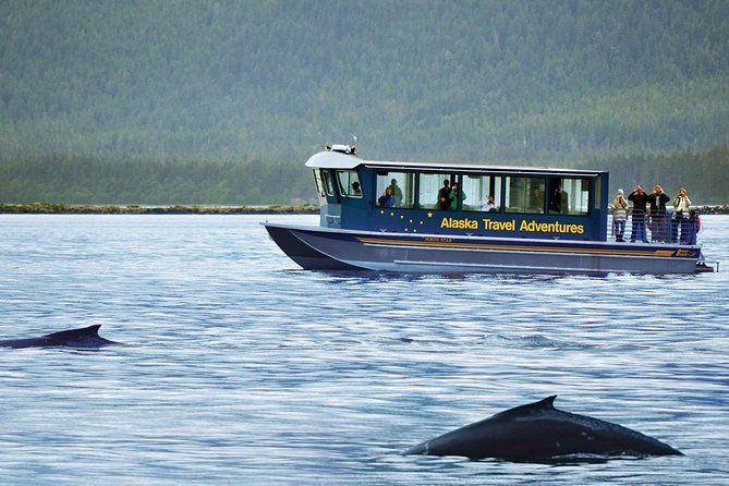 Juneau Whale Watching Adventure