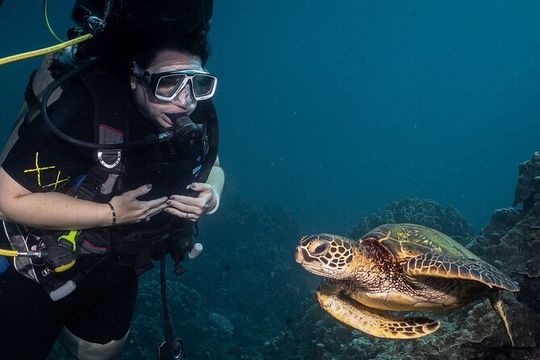 Small-Group Shark and Turtle Dive for Certified Divers
