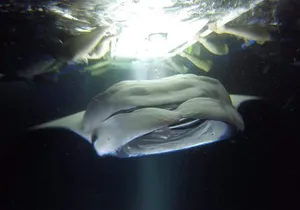 Big Island: Kona Manta Ray Night Snorkel in Keauhou Harbor
