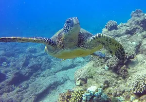 Ultimate Na Pali Coast Zodiac Boat Snorkeling and Sea Cave Tour