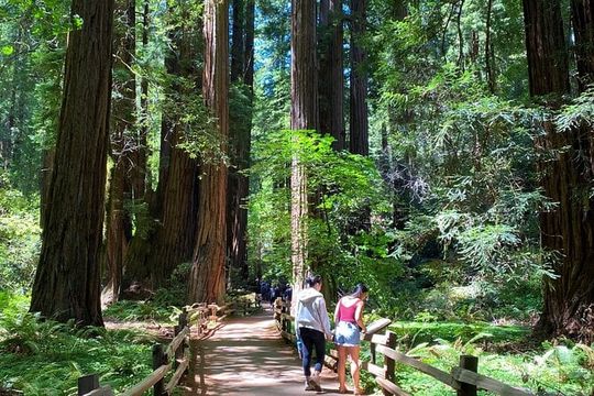 Muir Woods and Golden Gate Bridge 3-hour Private Group Tour