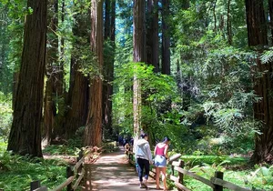 Muir Woods and Golden Gate Bridge 3-hour Private Group Tour