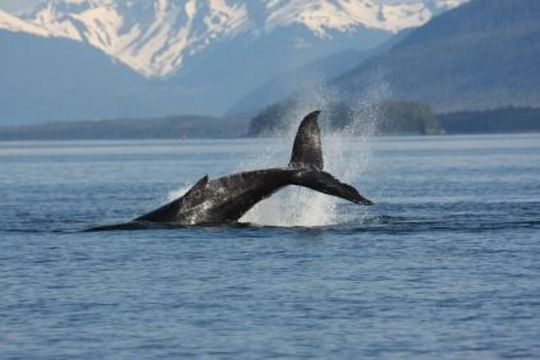 Juneau Whale Watching Adventure