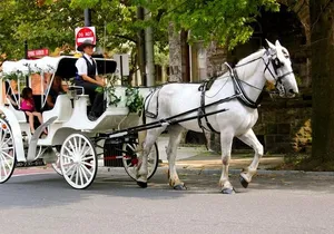 Carriage Ride in Central Park (VIP - PRIVATE) Since 1964™
