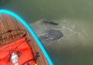 Dolphin, Manatee and SeaTurtle SUP Adventure Tour of St Augustine