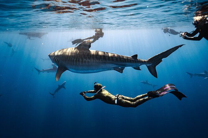 Oahu Shark Diving (No cage)