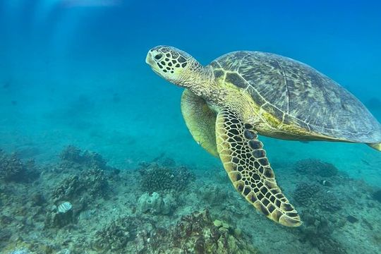 Turtle Canyon Waikiki Snorkel Adventure