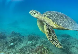 Turtle Canyon Waikiki Snorkel Adventure