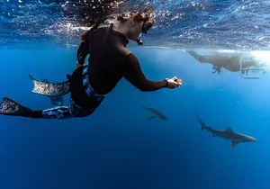 Oahu Shark Dive Educational Tour (No cage)