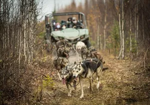 Private Fall Foliage Mushing Cart Ride in Fairbanks