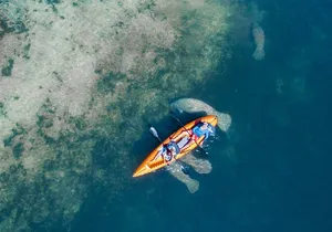 Manatee Kayak Encounter