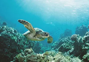 Turtle Canyon Snorkel Adventure in Waikiki, Oahu