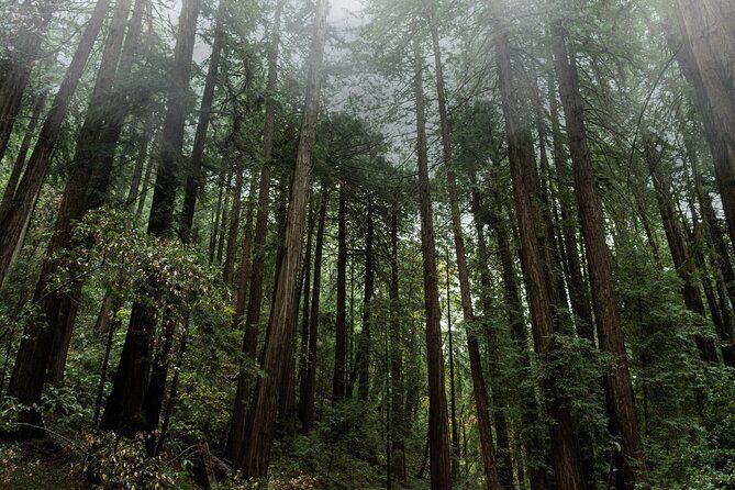 Private Muir Woods and Sausalito full-Day Tour from San Francisco