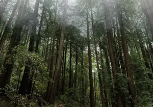 Private Muir Woods and Sausalito Half-Day Tour from San Francisco