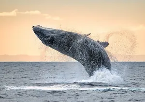 Winter Whale Watching Adventure in Kauai