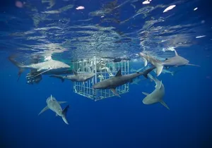 Shark Cage Diving On "The World Famous North Shore of Oahu", Hawaii