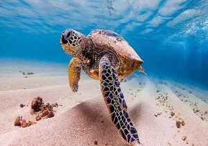 Battleships of WWII at Pearl Harbor from Kauai