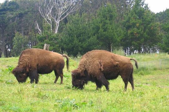 San Francisco Golden Gate Park Tour