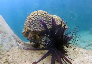 Guided Snorkel Tour for Beginners in Honolulu