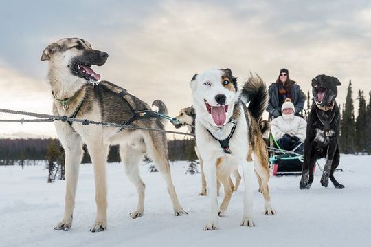 Winter Dog Sled Tour: Day or Night.