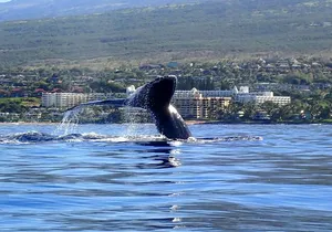Kayak and Whale Watching Tour
