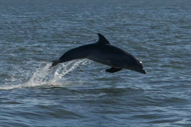 Adventure Boat Tours Dolphin Tails & History Cruise St Augustine