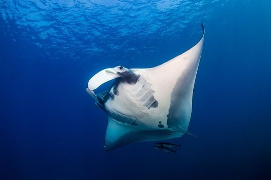 Sunset Cruise & Manta Night Snorkeling Charter