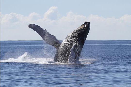 Whale Watch Cruise Aboard The Majestic by Atlantis Cruises