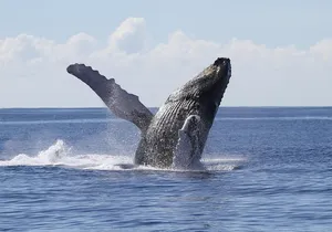Whale Watch Cruise Aboard The Majestic by Atlantis Cruises