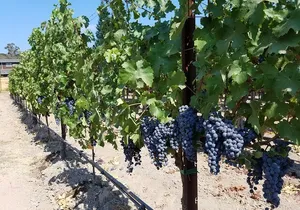Napa Valley Wine Tasting Private Tour (6-Hour minimum)
